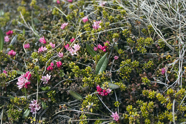 2011-07-02_14-29-59 island.jpg - Sumpf-Fetthenne (Sedum villosum)